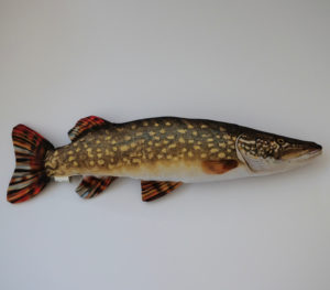 Brochet commun - Esox lucius
